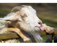 Sinh năm 1979 mệnh gì? luận giải tử vi trọn đời tuổi Kỷ Mùi