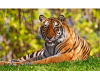 1986 mệnh gì? tuổi gì? một vài màu sắc hợp với tuổi Bính Dần 