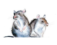 Sinh năm 1972 mệnh gì? Tổng quan về tuổi Nhâm Tý năm 2024 