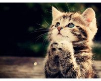 Sinh năm 1951 mệnh gì? Xem tử vi – cung mệnh, tuổi hợp và kỵ