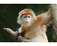 Xem tử vi trọn đời người sinh năm 1956 – Mệnh gì? tuổi gì?